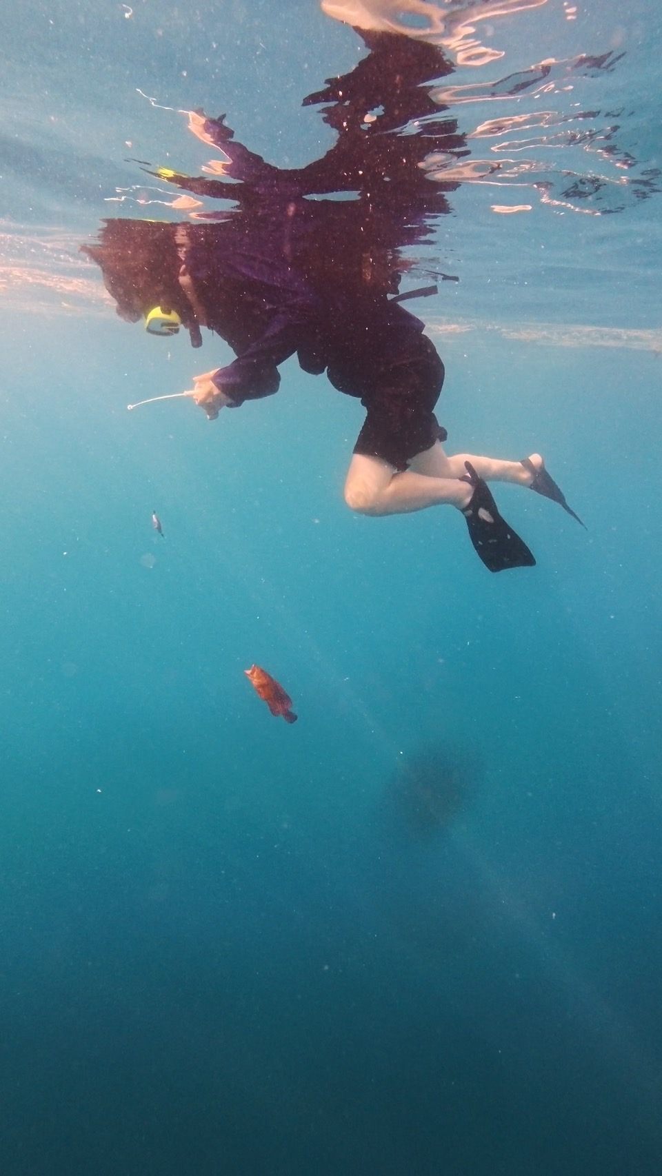 海中を泳ぐシュノーケラーと魚